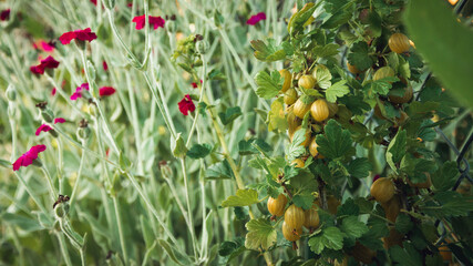 Gooseberry fruits among the flowers