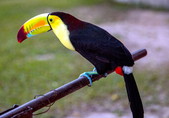Toucan sits on a branch