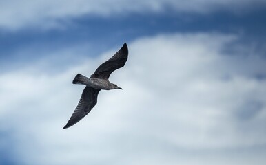 Bird flight in the sky. Blue sky. Birds. Gull. Freedom. 