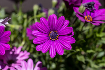 Obraz premium Purple ox-eye daisies (also known as dog daisy or marguerite, latin: leucanthemum vulgare)