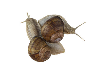 Beautiful snails isolated on white background