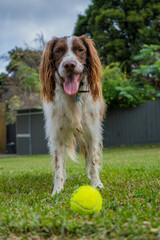 english springer spaniel