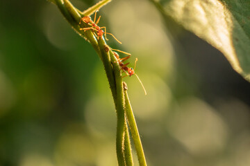 Weaver ants are walking on a tree branch.