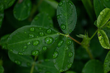 Dew on leaf