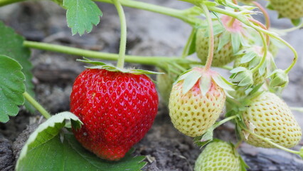 red and green strawberries in the garden - 619066779