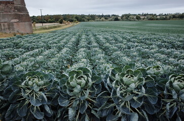 Brussel sprouts field in Scotland