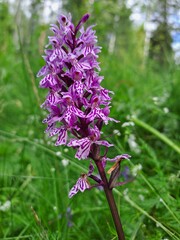 flowers in the garden