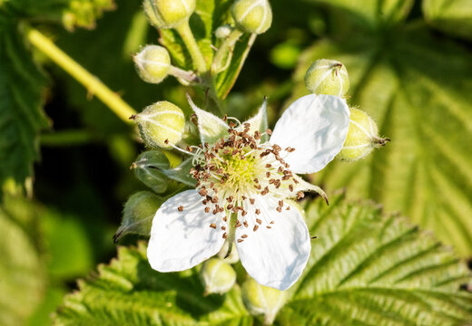 white flower of a Bramble (Rubus fruticosus) or Blackberrie with a natural green background