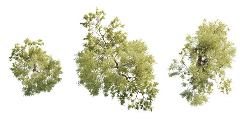 isolated salix tree from top view, best use for architecture plan design,best use for landscape design.