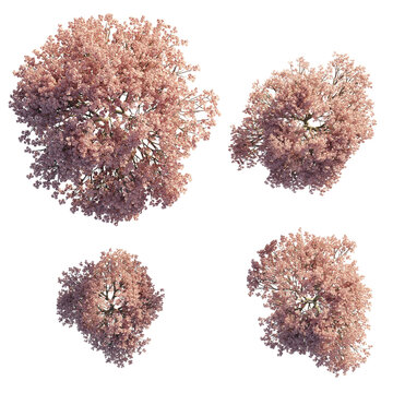isolated prunus tree from top view, best use for architecture plan design,best use for landscape design.