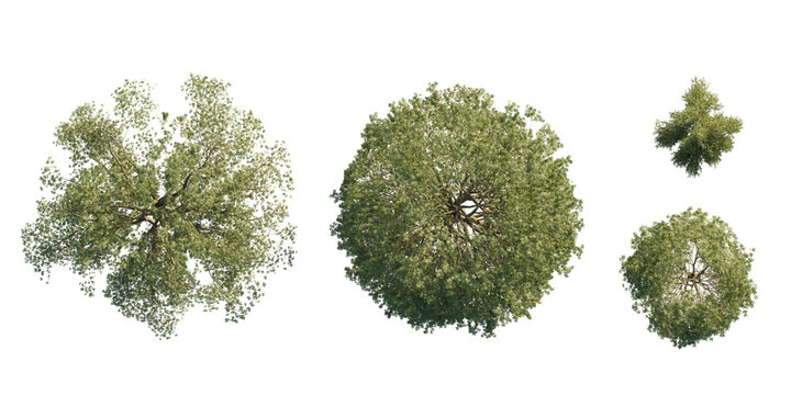 isolated quercus tree from top view, best use for architecture plan design,best use for landscape design.