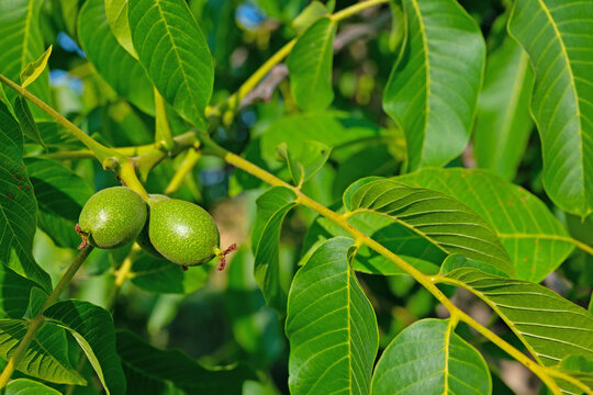 Gr&uuml;ne Waln&uuml;sse, Juglans regia, Nahaufnahme