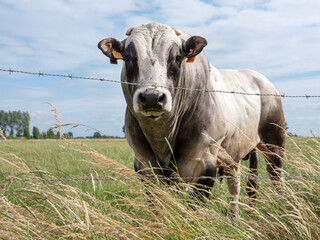 strong beef bull and summer grass in belgian meadow near brugge in flanders - 619072318