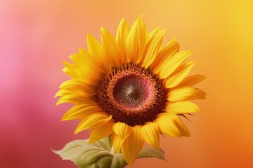 Obraz premium A yellow sunflower with a pink background, created with Generative Ai Technology