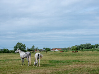 Fototapeta premium horses in meadow near brugge and oostende in west flanders summer meadow