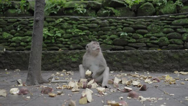 Macaca fascicularis The crab-eating macaque or long-tailed macaque at Sacred Monkey Forest Sanctuary Ubud Bali Indonesia