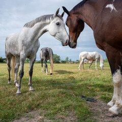 Naklejka na ściany i meble horses in meadow near brugge and oostende in west flanders summer meadow