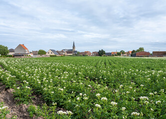 village and potatoe field in west flanders - 619073518