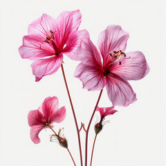 Wild Geranium Dried Flower on White Background, Botanical Art - Generative AI