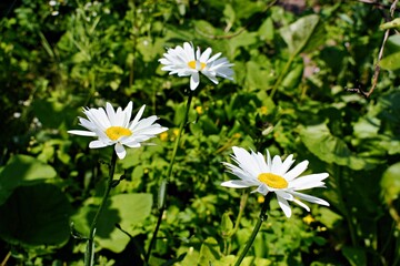 Large white daisies bloom in the garden