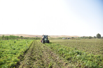 Potatoes Farm, Tractor working in the background