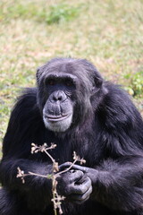 Chimpanzee
