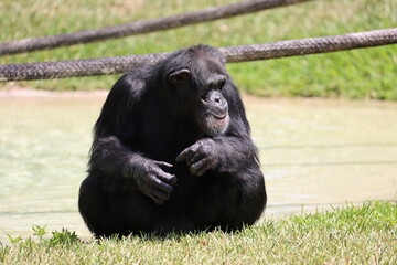 Chimpanzee