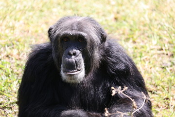 Chimpanzee