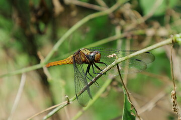Close up view of a female Crimson tailed marsh hawk dragonfly sitting on a stem