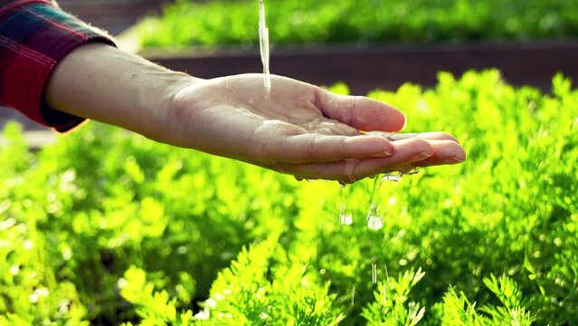 Care Of New Life - Watering Young Plant
