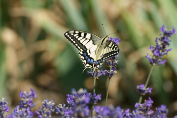 Old World Swallowtail or common yellow swallowtail (Papilio machaon) sitting on lavender in Zurich, Switzerland