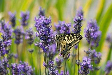 Naklejka premium Old World Swallowtail or common yellow swallowtail (Papilio machaon) sitting on lavender in Zurich, Switzerland