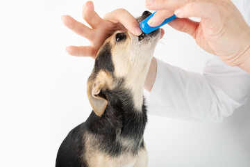 teeth tartar dog, dog teeth care, veterinarian's hand brushes the teeth of pet with a fingertip...