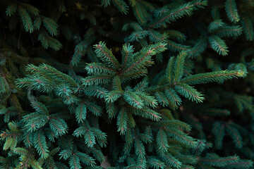 Top down view above Dark green color of Australian pine or conifer leaves in a garden texture black...