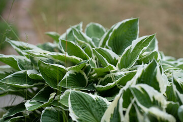 Naturfotografie - Pflanzen im Wald