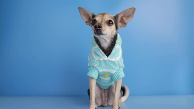 dog in a sweatshirt, pet clothes, a toy terrier in a sweater isolated on blue background