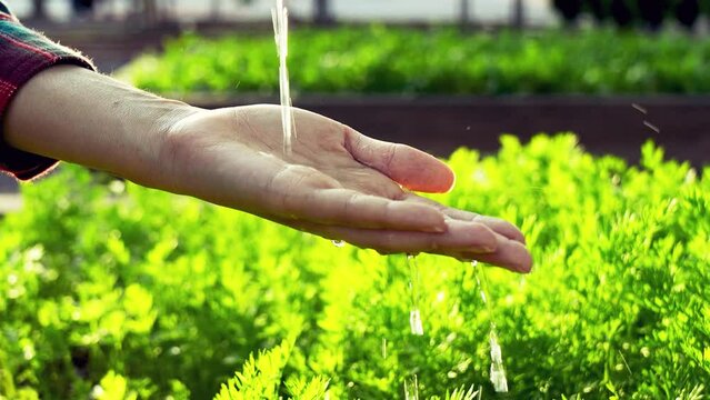 Care Of New Life - Watering Young Plant