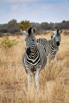 zebra in the wild
