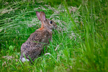 A bunny rabbit that visits our yard each morning has been given the name Strawberry because she spends a lot of time eating them from our Garden in Windsor in Upstate NY