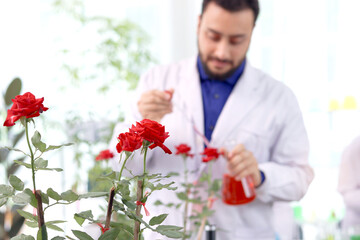 Red rose flower in greenhouse with botanist scientist who drop red chemical extraction to plant as blurred background, biological researcher man does science experiment, extract essential oil perfumes