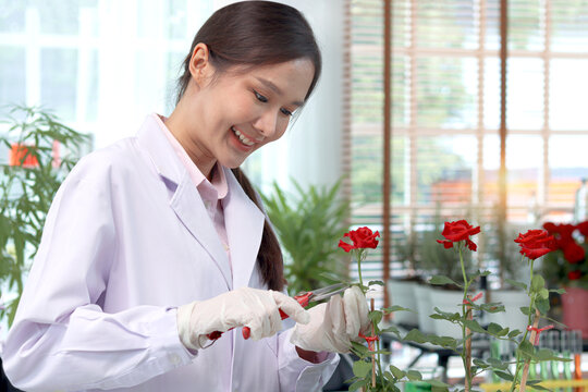 Botanist scientist in lab coat hold scissors to cut rose flower, biological researcher woman harvest plant at greenhouse for science experiment, female chemist extracts essential oil for perfumes.
