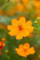 秋のキバナコスモス