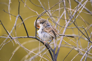 sparrow on a branch