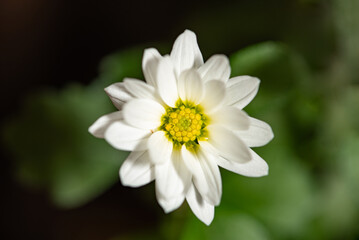 Fototapeta premium White flower, beautiful mini white flower and yellow core, selective focus.