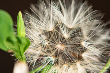 Dandelion, beautiful dandelion in a garden in Brazil, selective focus.