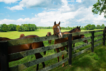 Horses on a farm in Kentucky