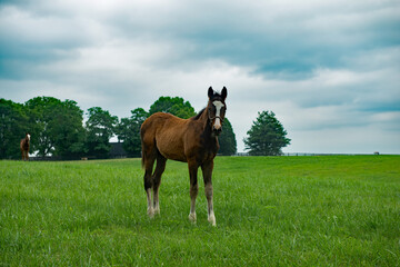 A young horse on a farm