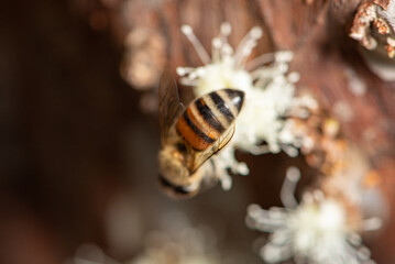 Bee wings, a beautiful bee pollinating with focus on its beautiful wings, selective focus.