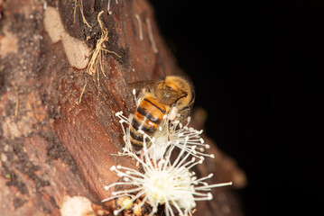 Bee, a beautiful bee pollinating the flowers of a jabuticaba tree in Brazil, selective focus.