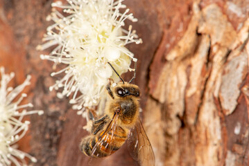 Bee, a beautiful bee pollinating the flowers of a jabuticaba tree in Brazil, selective focus.